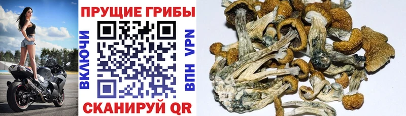 Галлюциногенные грибы Cubensis  хочу наркоту  Джанкой 